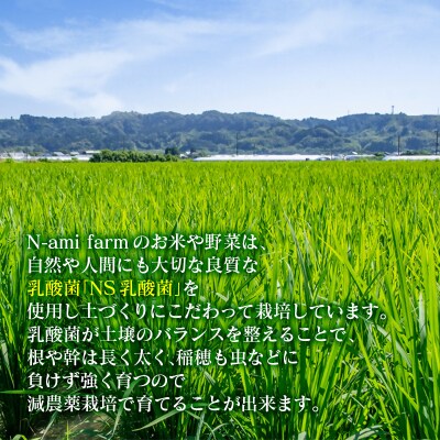 【令和8年産新米・先行受付】ひのひかり10kg　※10月中旬以降順次発送予定　精米済み [3220]