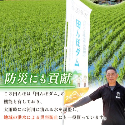 <令和8年産 愛媛県西予市産 コシヒカリ 田んぼダム米 5kg 6回定期便　