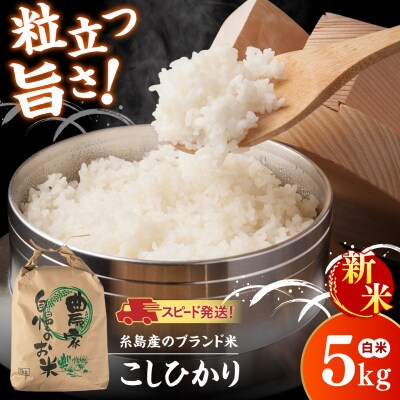 【令和8年産】 こしひかり 白米 5kg 糸島市産 [AGR021]