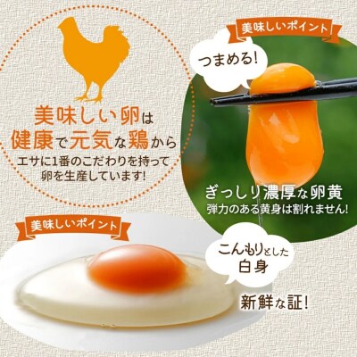【定期便(6回発送)】たまご(前期)定期便・青柳たまご 2026
