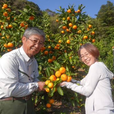 片山農園の淡路島みかん(温州みかん)7.5kg【サイズいろいろS～2Lサイズ】　ak03007