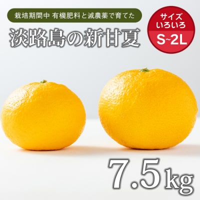 片山農園の淡路島産新甘夏7.5kg【サイズいろいろS～2Lサイズ】　ak03008