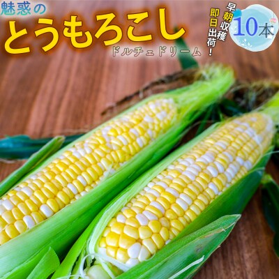 とうもろこし ドルチェドリーム10本 