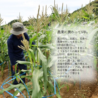 とうもろこし ドルチェドリーム10本 