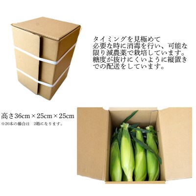 とうもろこし ドルチェドリーム20本