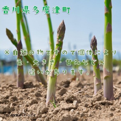  【多度津町産】さぬきのめざめ(特大サイズ約50cm)4本入り【L-34】 