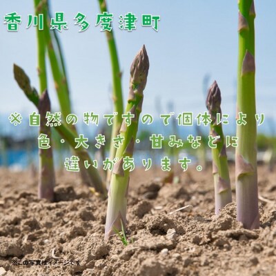 さぬきのめざめ(夏芽)【令和8年6月中旬より発送!】【A-27】