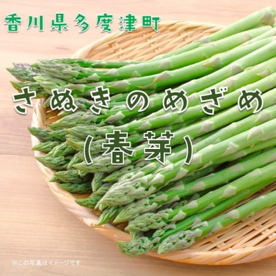 さぬきのめざめ(春芽)【令和8年3月中旬頃から発送!】【A-35】