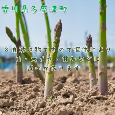 さぬきのめざめ(春芽)【令和8年3月中旬頃から発送!】【A-35】