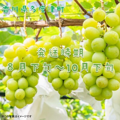 シャインマスカット 約2kg【令和8年8月下旬発送!先行受付中】【C-15】