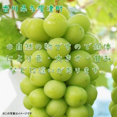 シャインマスカット 約2kg【令和8年8月下旬発送!先行受付中】【C-15】