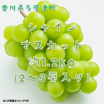 シャインマスカット約1.2kg(2～3房入り)【令和8年8月下旬発送!先行受付中】【B-13】