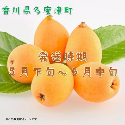 【先行受付中!令和9年6月上旬頃より発送!】なつたより(びわ)約1kg【A-41】