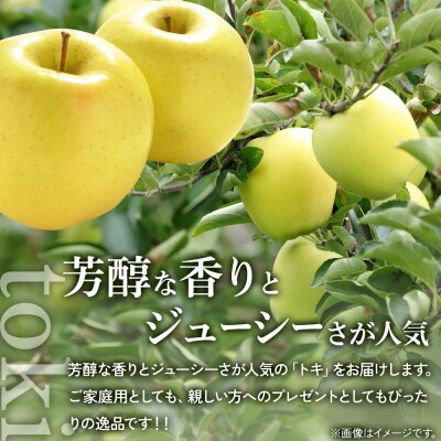 りんご トキ【上級品】約5kg 贈答用|24_saf-030501