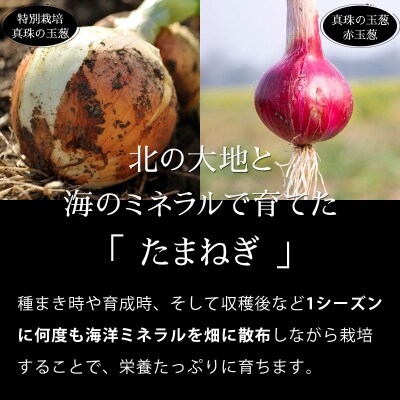 真珠の玉葱 特別栽培 L～L大サイズ 5kg (ルージュ5玉入り) 【a134-008】