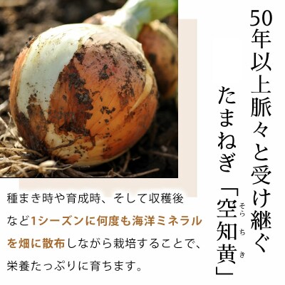 真珠の玉葱 空知黄 10kg <海のミネラルで育てた幻の玉葱 空知黄>【a134-006】