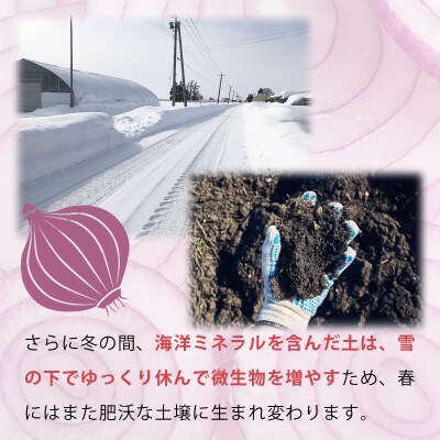 真珠の玉葱 ルージュ Lサイズ 5kg <海のミネラルで育てた赤玉葱>【a134-011】