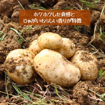 じゃがいも3kg(デジマ)