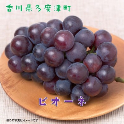 【定期便】ぶどう3種たべくらべ　旬のぶどう1種類ずつお届け【D-12】
