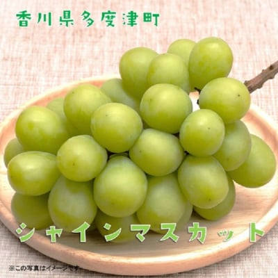 【定期便】ぶどう3種たべくらべ　旬のぶどう1種類ずつお届け【D-12】