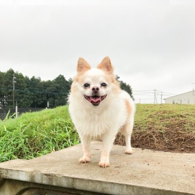 茨城県境町 広々1000坪! ドッグラン 回数券 5回分!