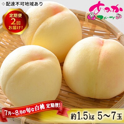 桃 定期便 7月～8月 白桃 約1.5kg 5～7玉×2回 2027年[NO5765-0878]