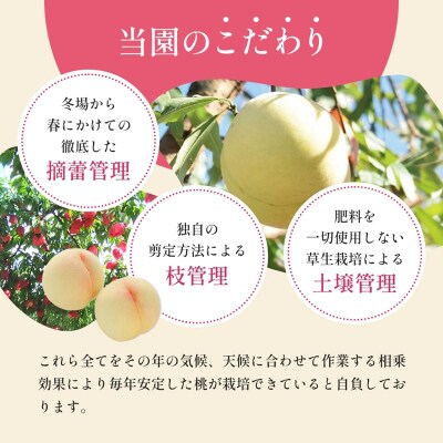 桃 2027年 先行予約 7月の旬な 白桃 をお届け!3玉 約900g[NO5765-1558]
