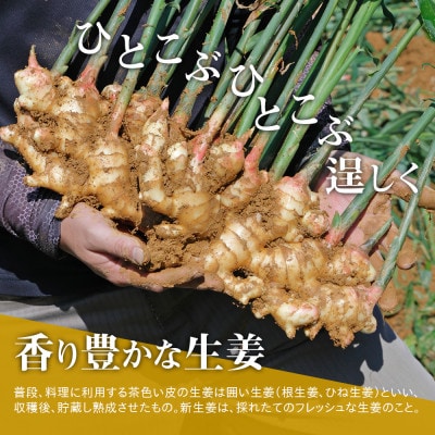 【先行受付】農家直送!秋の新生姜 4kg