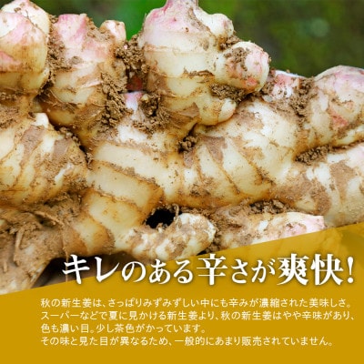 【先行受付】農家直送!秋の新生姜 4kg