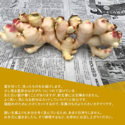 【先行受付】農家直送!秋の新生姜 2kg