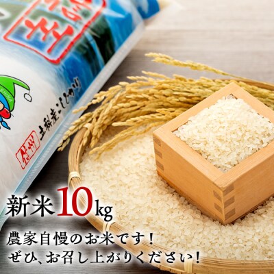 【令和8年11月発送】 信州立科産 コシヒカリ 10㎏×1袋 (令和8年産新米)
