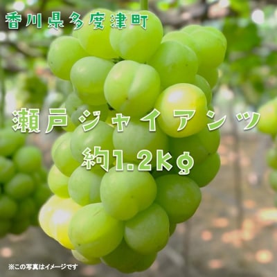 多度津町産 瀬戸ジャイアンツ　約1.2kg【令和8年9月上旬頃より発送!】【A-45】