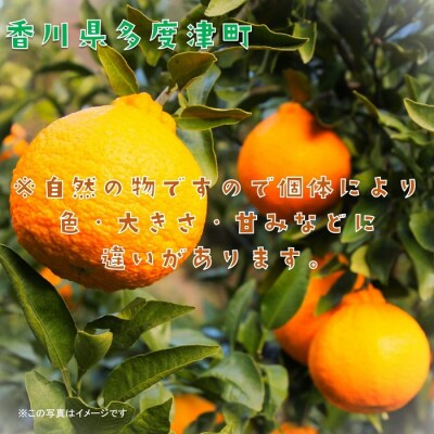 長期貯蔵 熟成 不知火(でこぽん)約2.8kg【令和9年5月中旬より発送】【B-29】