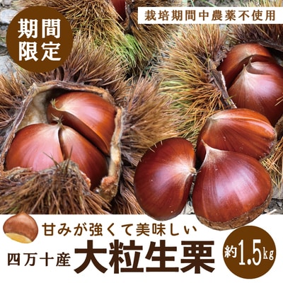 【期間限定 早期受付 数量限定】四万十産生栗1.5kg
