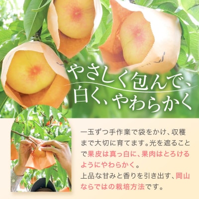 桃 赤磐の 白桃 約2.0kg 6～8玉 糖度センサー選果  2027年[NO5765-0474]