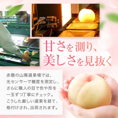 桃 赤磐の 白桃 約2.0kg 6～8玉 糖度センサー選果  2027年[NO5765-0474]