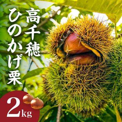 高千穂・ひのかげくり(9月限定) 2kg