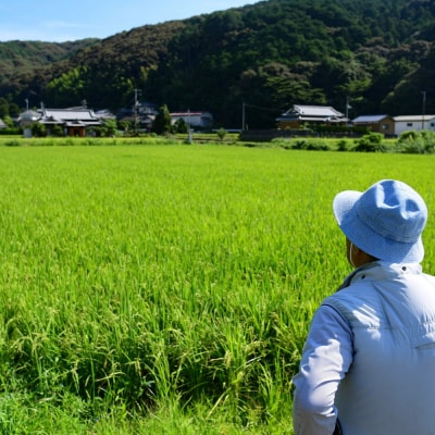 新米 令和9年産 にじのきらめき 5kg お米 白米 精米 米 こめ 国産 数量限定 愛南町 愛媛県
