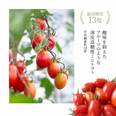 2027年発送 金賞受賞 北海道フルーツミニトマト【ジェルバ】1.2kg【Farm of Soul】