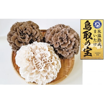 氷温熟成舞茸『鳥取の宝』と白まいたけの食べ比べセット(102MZ.)