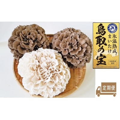 氷温熟成舞茸『鳥取の宝』と白まいたけの食べ比べセット〔定期便〕(103MZ.)