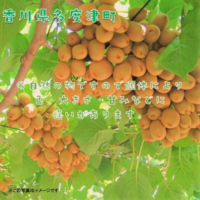 香川県オリジナルキウイフルーツ「さぬきキウイっこ(R)」1.3kg【A-46】