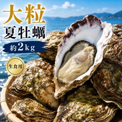 多度津白方 りょうせん 大粒夏牡蠣約2kg(生食用)【B-77】