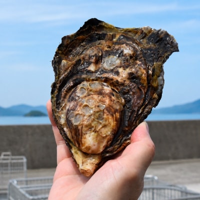 多度津白方 りょうせん 大粒夏牡蠣約2kg(生食用)【B-77】