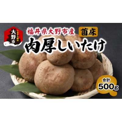 菌床肉厚しいたけ(福井県大野市産)500g