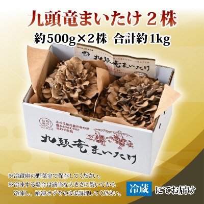 九頭竜まいたけ 2株入り