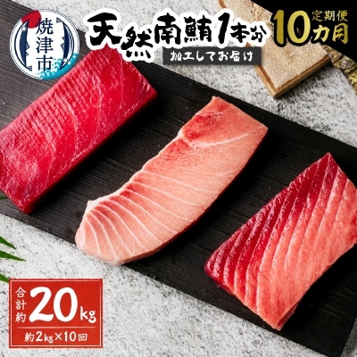 【定期便 10回】天然南鮪1本分(約2kg)(b650-003)