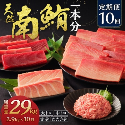 【定期便10回】南鮪 1本 総重量約29kg(各月約2.9kg)(m10-001)
