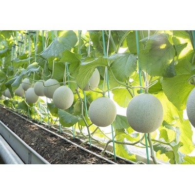 メロン 温室 アローマ 果物 ハウス 白等級 1玉 GABA(a16-148)