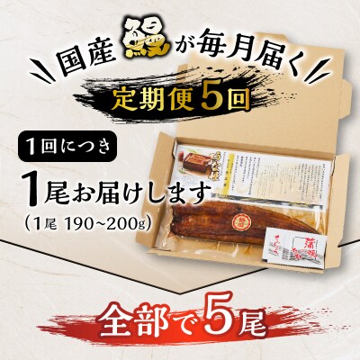 【定期便 5回】特選 国産うなぎ蒲焼定期便 約190g×5回(a60-043)